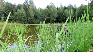 Rice, Grain, Starches, Grass, Landscape, Lake