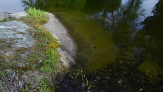 River, Forest, Channel, Body Of Water, Landscape, Water