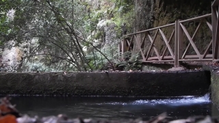 River, Forest, Landscape, Water, Tree, Trees