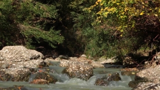 River, Forest, Stream, Waterfall, Water, Landscape