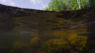 River, Forest, Water, Landscape, Stream, Land