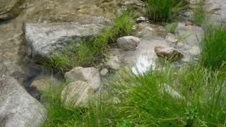River, Forest, Water, Landscape, Stream, Plant