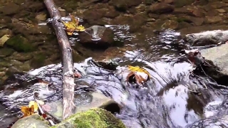 River, Forest, Water, Stream, Waterfall, Rock