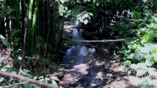 River, Stream, Forest, Tree, Landscape, Water