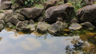 River, Stream, Water, Waterfall, Stone, Rock
