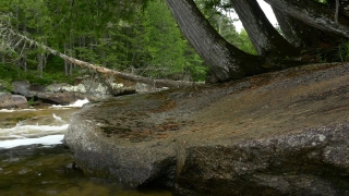 River, Water, Forest, Landscape, Stream, Stone