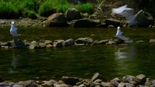 River, Water, Landscape, Stream, Forest, Channel