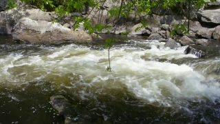 River, Water, Stream, Forest, Channel, Body Of Water
