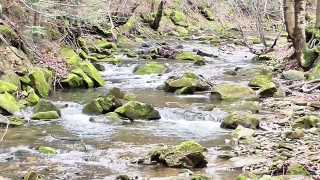 River, Water, Stream, Landscape, Forest, Rock
