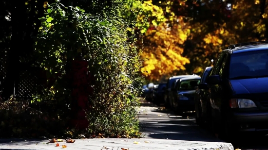 Road, Car, Tree, Trees, Windshield, Landscape