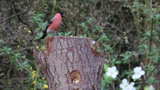 Robin, Thrush, Bird, Wildlife, Feather, Beak
