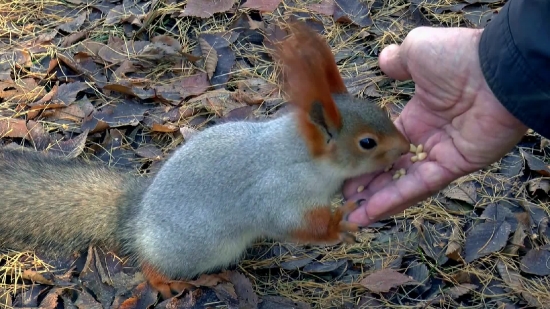 Rodent, Bunny, Animal, Mammal, Mouse, Fur