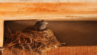 Rodent, Mammal, Placental, Mouse, Wood Rat, Wildlife