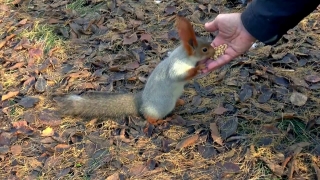 Rodent, Mammal, Wood Rat, Placental, Bunny, Mouse