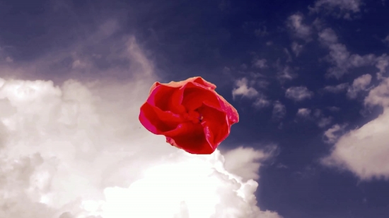 Rose, Shrub, Flower, Plant, Petal, Bud
