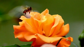 Rose, Shrub, Petal, Flower, Plant, Floral
