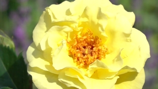 Rose, Shrub, Plant, Petal, Flower, Floral