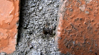 Rough, Texture, Knoll, Surface, Material, Pattern
