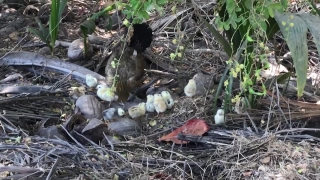 Rubbish, Fungus, Forest, Brown, Organism, Outdoors