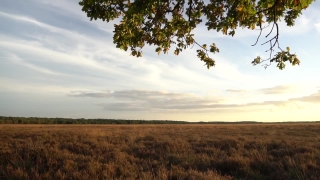 Rural, Field, Landscape, Meadow, Grass, Savanna