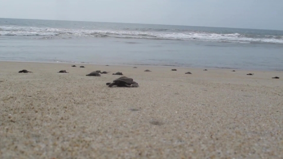 Sand, Beach, Horseshoe Crab, Ocean, Sea, Arthropod