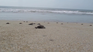 Sand, Beach, Ocean, Horseshoe Crab, Sea, Coast
