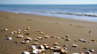 Sand, Beach, Sea, Rubbish, Soil, Coast