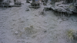 Sand, Soil, Beach, Earth, Horseshoe Crab, Rock