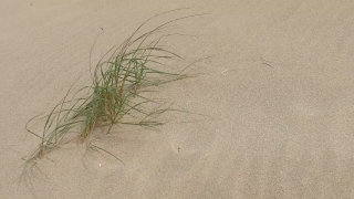 Sand, Soil, Earth, Dune, Beach, Sea