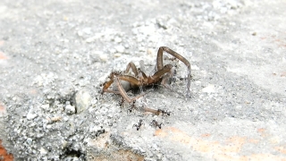 Scorpion, Arachnid, Arthropod, Invertebrate, Animal, Insect