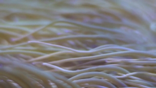 Sea Anemone, Invertebrate, Texture, Pattern, Sand, Food