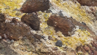 Sea Cucumber, Invertebrate, Echinoderm, Rock, Stone, Sea