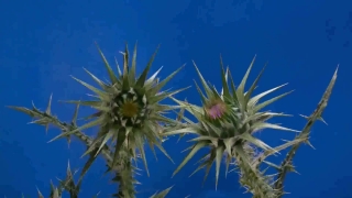 Sea Holly, Vascular Plant, Shrub, Plant, Woody Plant, Herb