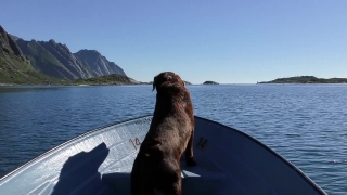 Sea Lion, Eared Seal, Seal, Sea, Ocean, Water