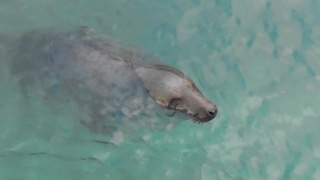 Sea Lion, Eared Seal, Seal, Water, Sea, Wildlife