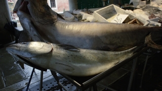 Sea Lion, Shark, Seal, Eared Seal, Water, Sea