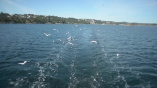 Sea, Ocean, Water, Body Of Water, Wave, Beach