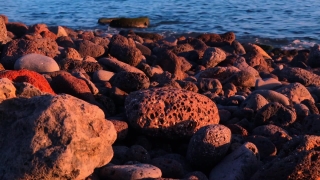 Sea, Ocean, Water, Echinoderm, Beach, Rock
