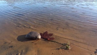 Sea Turtle, Turtle, Sea, Beach, Water, Ocean