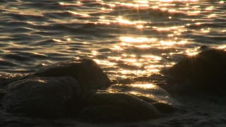 Sea, Water, Ocean, Sunset, Sky, Sun