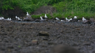 Seabird, Aquatic Bird, Bird, Albatross, Landscape, Gull