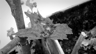 Season, Tree, Fence, Tool, Fastener, Decoration