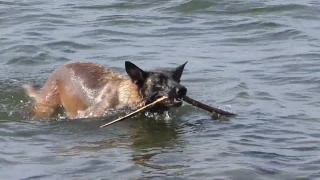 Shepherd Dog, Dog, Water, Canine, Sea, Pet