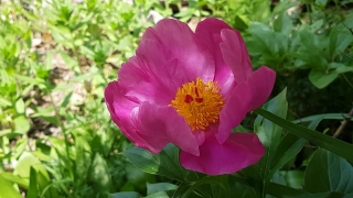 Shrub, Flower, Rose, Plant, Pink, Garden