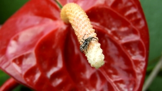 Shrub, Fruit, Woody Plant, Bush Hibiscus, Plant, Food