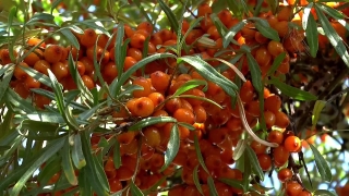 Shrub, Fruit, Woody Plant, Vascular Plant, Plant, Tree