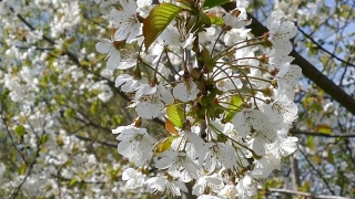Shrub, Hawthorn, Woody Plant, Vascular Plant, Tree, Plant
