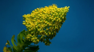 Shrub, Mimosa, Woody Plant, Vascular Plant, Plant, Tree