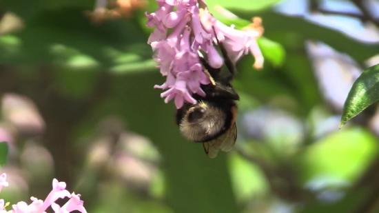 Shrub, Plant, Vascular Plant, Woody Plant, Heath, Flower