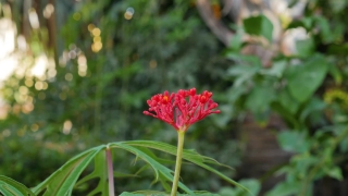 Shrub, Plant, Woody Plant, Flower, Clover, Vascular Plant
